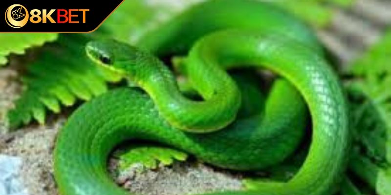 Giải mã thông điệp khi mơ thấy rắn