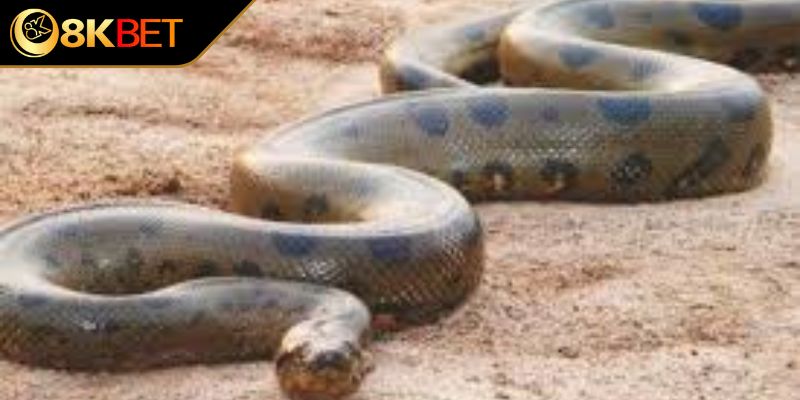 Trường hợp đặc biệt khi mơ rắn