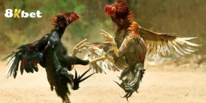 Cách nuôi gà đá chân mạnh